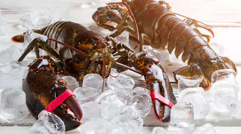 Fresh lobsters chilled on ice, showcasing their dark shells and secured claws.