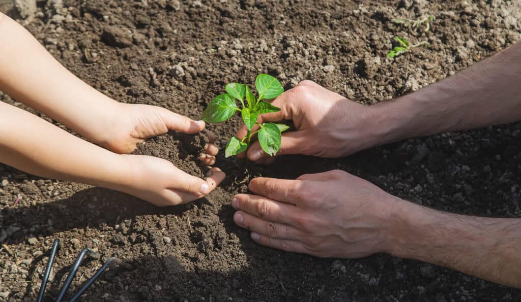 A child with his father plant a nursery garden. 